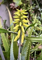 Aloe