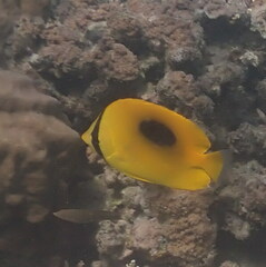 Chaetodon speculum