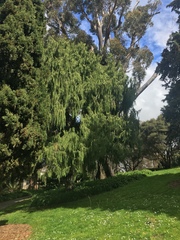 Dacrydium cupressinum