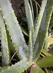 Aloe