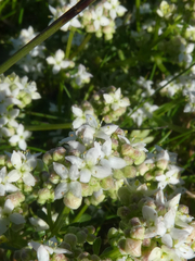 Galium saxatile