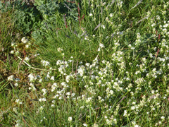 Galium saxatile