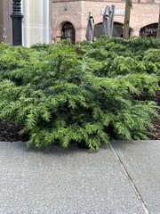 Taxus baccata
