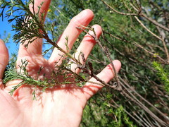 Ursinia paleacea