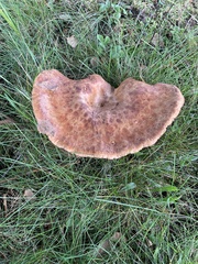Paxillus involutus