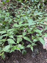 Persicaria posumbu