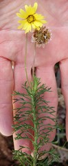 Ursinia paleacea