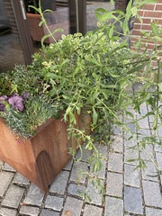 Sisymbrium officinale