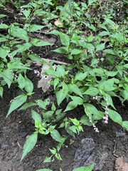 Persicaria posumbu