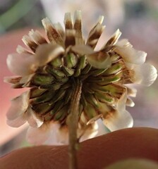 Ursinia paleacea