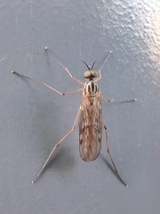 Sylvicola
