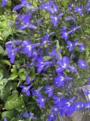 Lobelia erinus