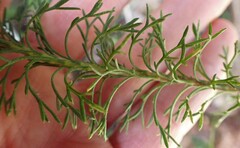 Ursinia paleacea