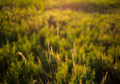 Bothriochloa laguroides
