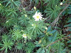 Osmitopsis osmitoides