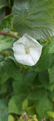 Calystegia sepium