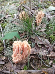 Ramaria