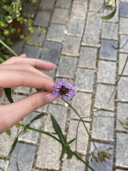Verbena bonariensis