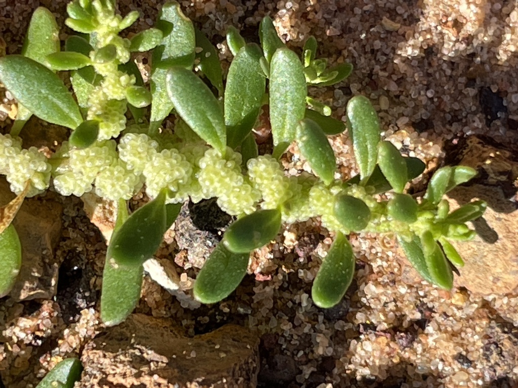 red crumbweed