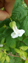 Calystegia sepium