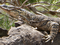 Varanus varius