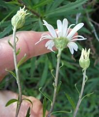 Osmitopsis osmitoides