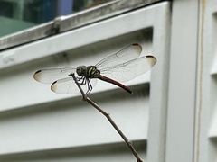 Lathrecista asiatica