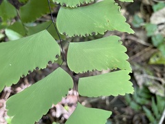 Adiantum trapeziforme