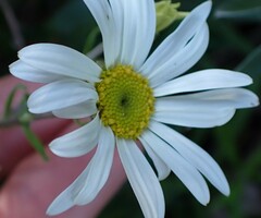 Osmitopsis osmitoides