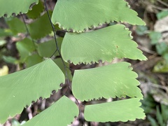 Adiantum trapeziforme