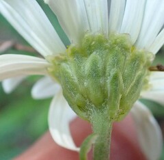 Osmitopsis osmitoides