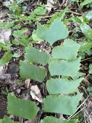Adiantum trapeziforme