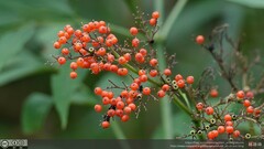 Sambucus javanica