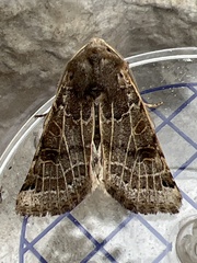 Agrochola lunosa