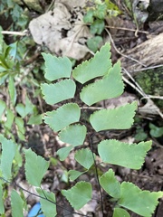 Adiantum trapeziforme