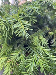 Taxus baccata