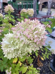 Hydrangea