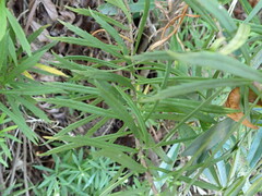 Osmitopsis osmitoides