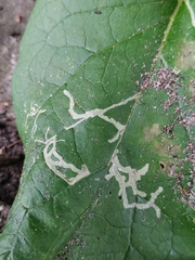 Phytomyza lappae