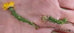 Ursinia trifida
