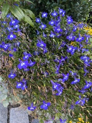 Lobelia erinus