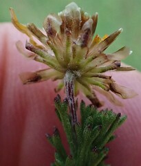 Ursinia trifida