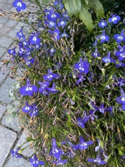 Lobelia erinus