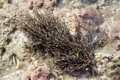 Cladostephus hirsutus