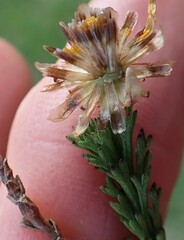 Ursinia trifida