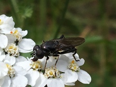 Chalcosyrphus nemorum