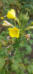 Oenothera biennis