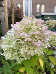 Hydrangea
