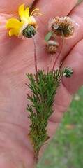 Ursinia paleacea