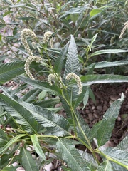Persicaria lapathifolia